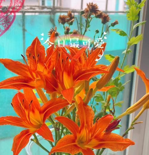 百合花语代表的含义是什么？如何选择百合花？
