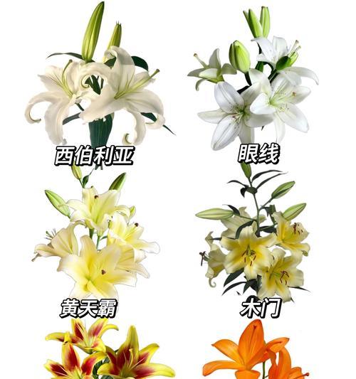 百合花语代表的含义是什么？如何选择百合花？