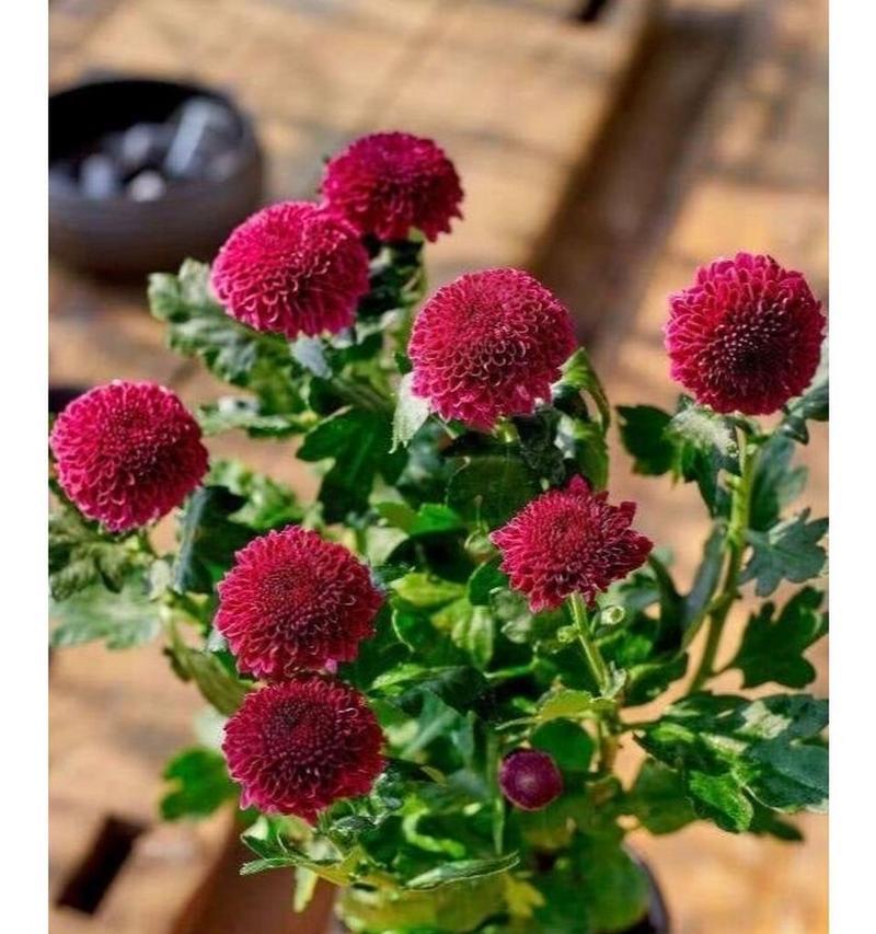 乒乓球菊象征着什么？