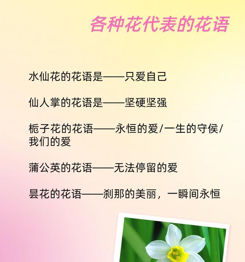 不同种类的白玫瑰花语有何不同？