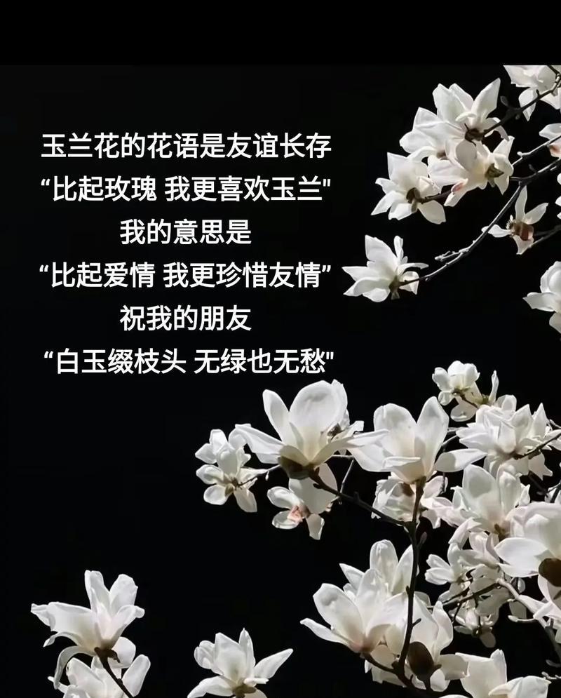 哪种花代表友谊和相逢？花语含义是什么？