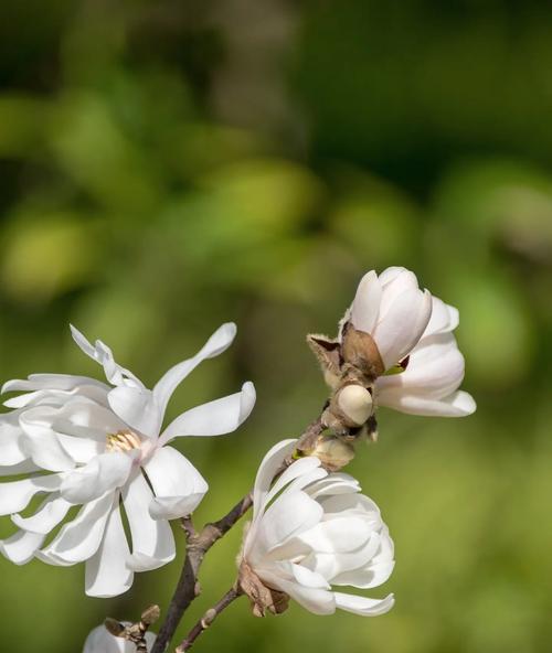 哪种花代表友谊和相逢？花语含义是什么？
