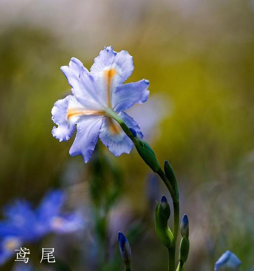 哪种花代表友谊和相逢？花语含义是什么？