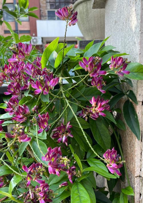 黑紫藤花语有何特别之处？