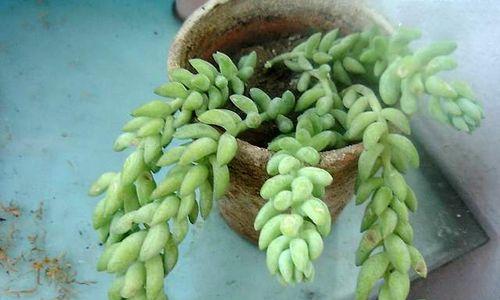 十一点玉米象征着什么？花语有何深意？