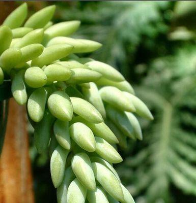 十一点玉米象征着什么？花语有何深意？