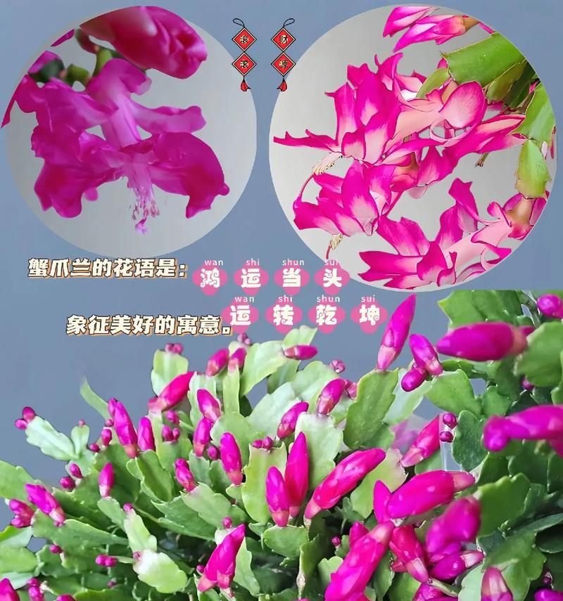 蟹爪兰的花语可以用哪些词语描述？