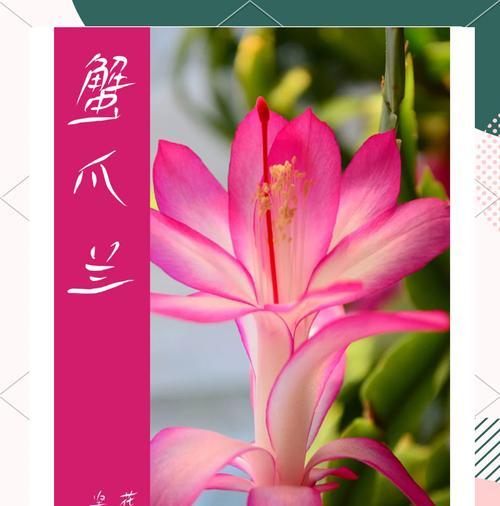 蟹爪兰的花语可以用哪些词语描述？