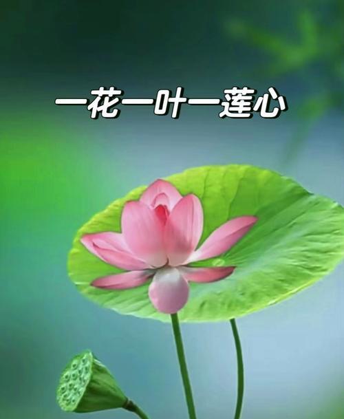 哪种花的花语是遇见？遇见的花语通常属于哪种花？