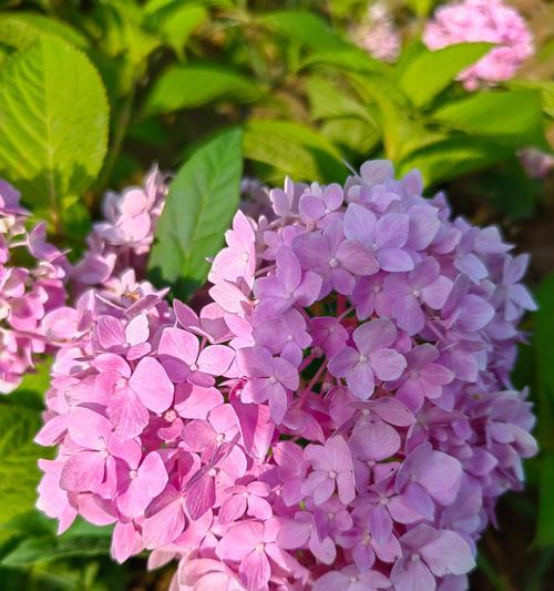 哪种花的花语是遇见？遇见的花语通常属于哪种花？