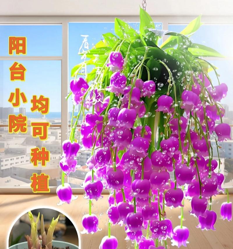 玫瑰和铃兰的花语分别是什么？它们共同的花语是什么？
