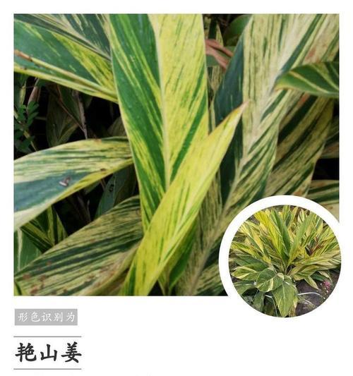 水豆花的花语和寓意有哪些？