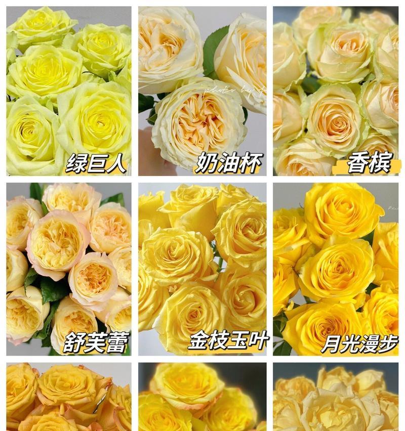 99朵黄色玫瑰代表什么？它的花语有哪些含义？