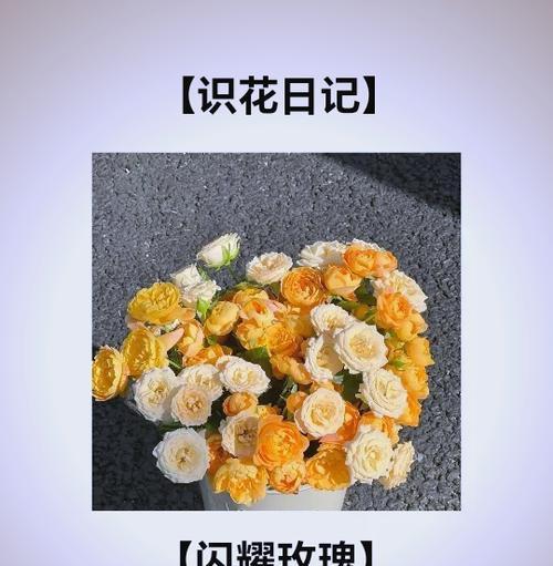 99朵黄色玫瑰代表什么？它的花语有哪些含义？