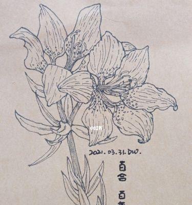 黑白花的花语和寓意有哪些？黑白花象征着什么？