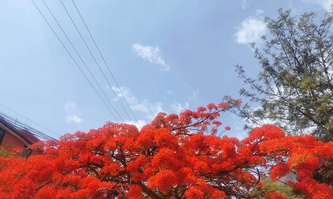 凤凰花的花语和象征是什么？凤凰花代表了哪些意义？