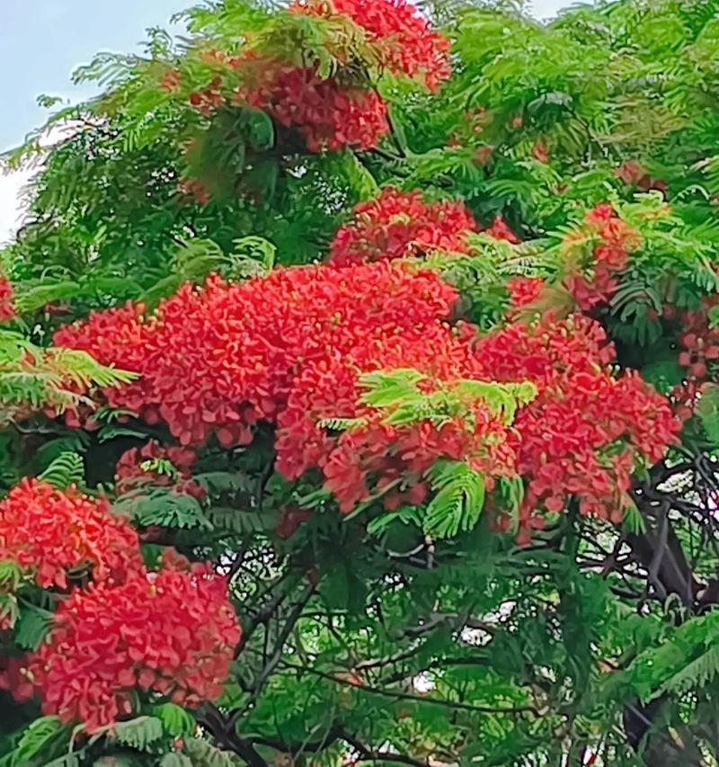 凤凰花的花语和象征是什么？凤凰花代表了哪些意义？