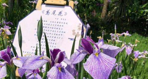 紫色燕尾花的寓意和花语是什么？