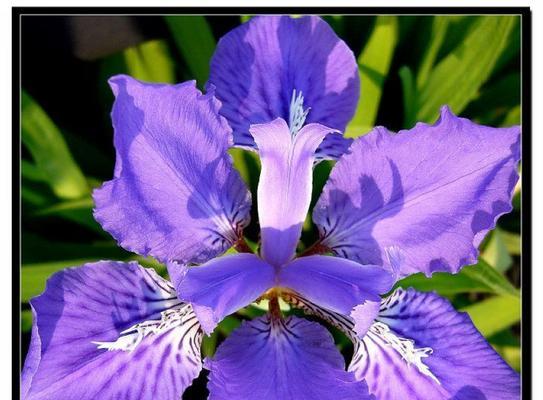 紫色燕尾花的寓意和花语是什么？