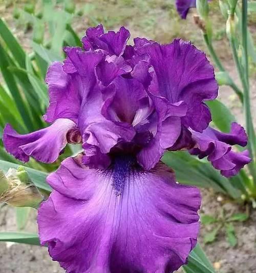 紫色燕尾花的寓意和花语是什么？
