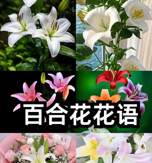 全百合花语的真正含义是什么？它传递了哪些信息？