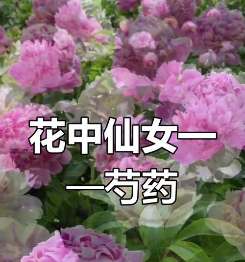 芍药的花语代表什么？