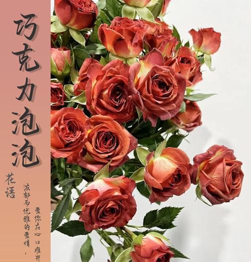 33朵巧克力玫瑰代表什么花语？巧克力玫瑰有何特别含义？