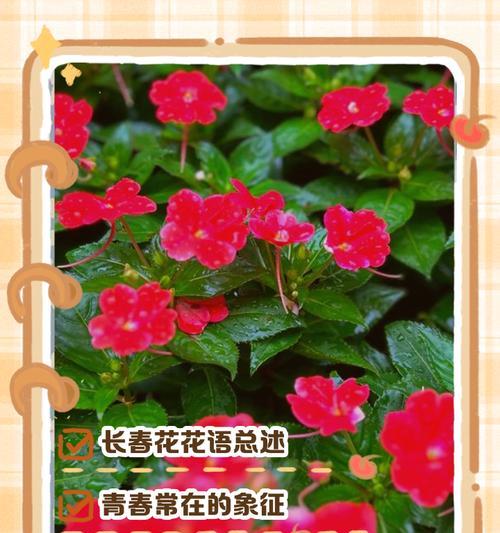 说人漂亮的花语是什么？哪种花代表赞美？