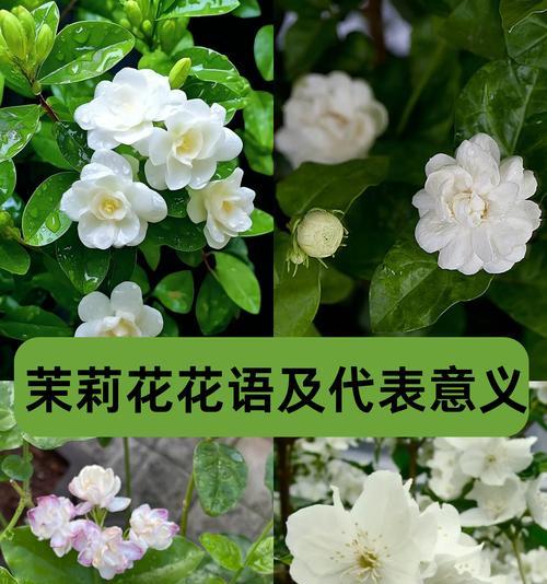 说人漂亮的花语是什么？哪种花代表赞美？