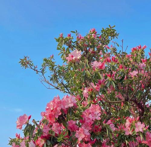 永远不会走散的花语属于哪种花？花语有何深意？