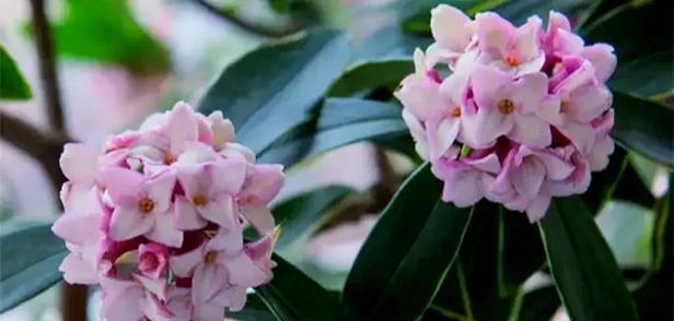 门前种瑞香的花语是什么？花语的寓意是什么？