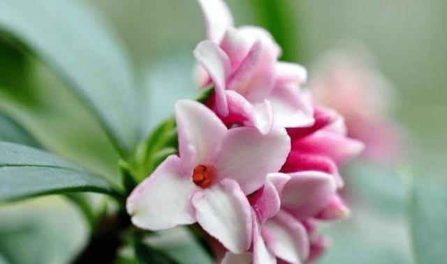 门前种瑞香的花语是什么？花语的寓意是什么？