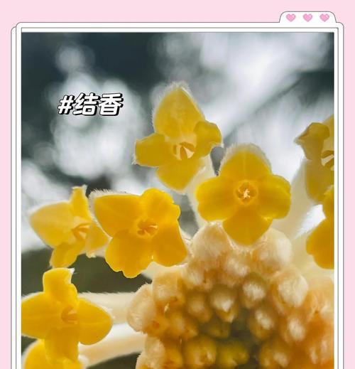 门前种瑞香的花语是什么？花语的寓意是什么？
