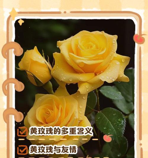 引出花语的话语是什么意思？花语背后隐藏着什么？