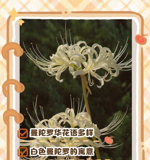 引出花语的话语是什么意思？花语背后隐藏着什么？