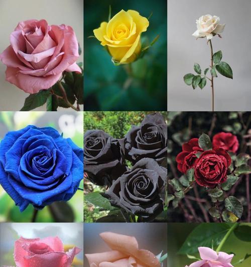 哪种花代表自我？