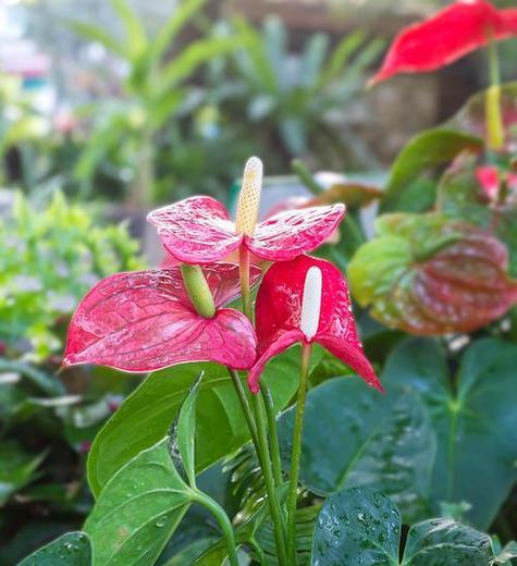 哪种花代表自我？