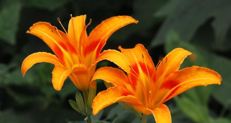 萱草的花语和寓意是什么？
