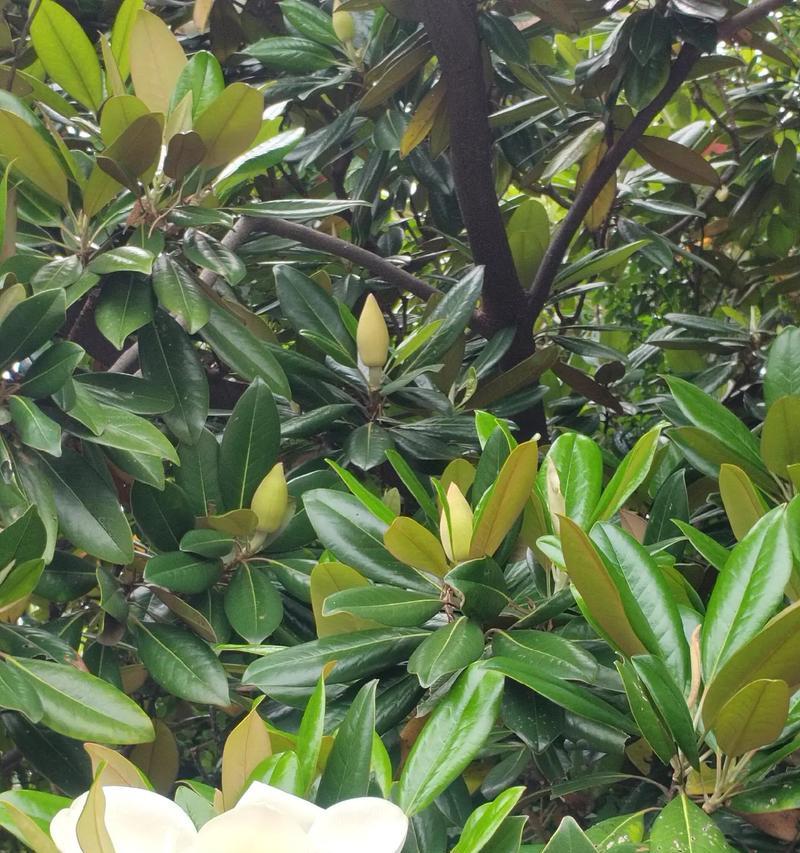 木兰花的花语寓意是什么？它传达了哪些情感？