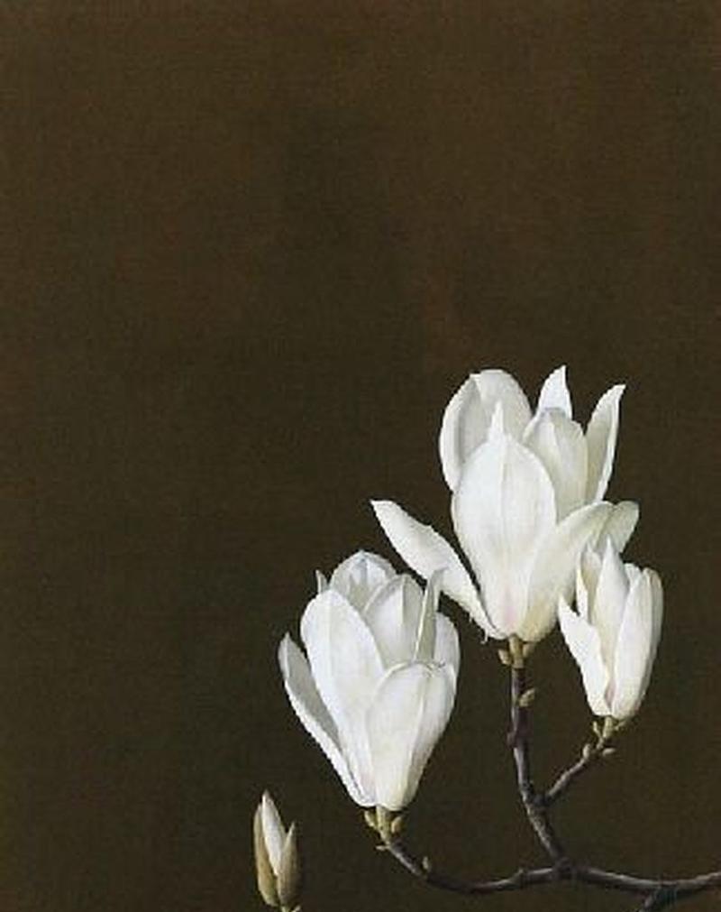 木兰花的花语寓意是什么？它传达了哪些情感？
