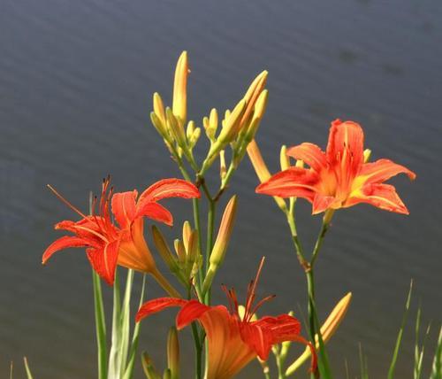 萱草花的花语和寓意是什么？