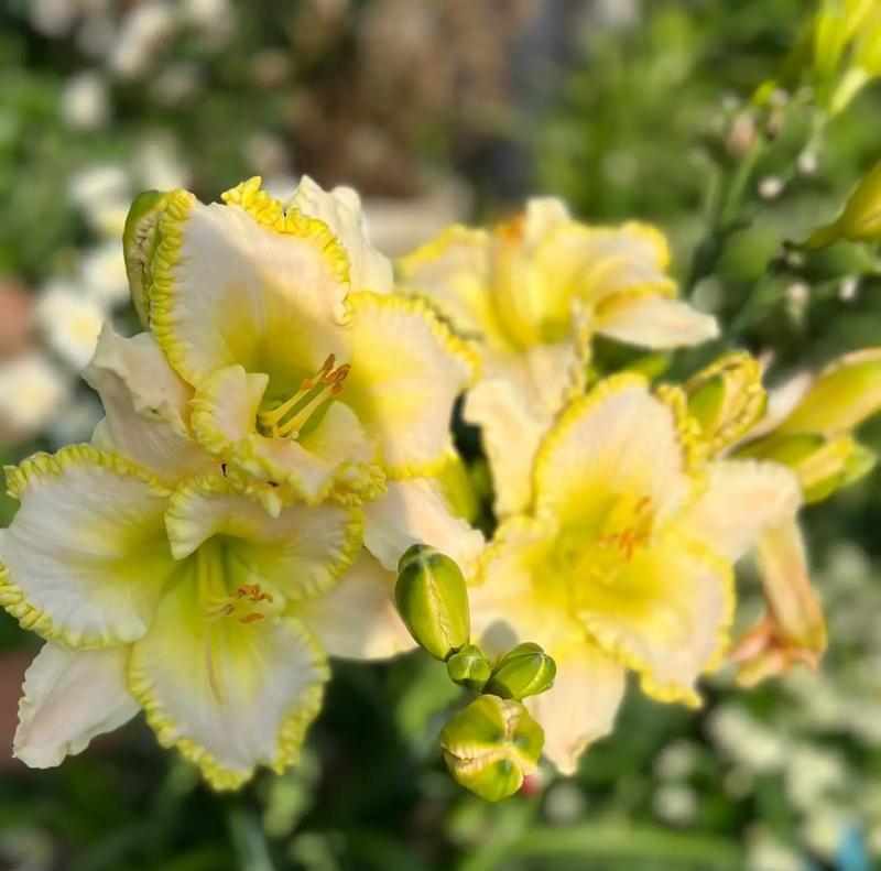 萱草花的花语和寓意是什么？