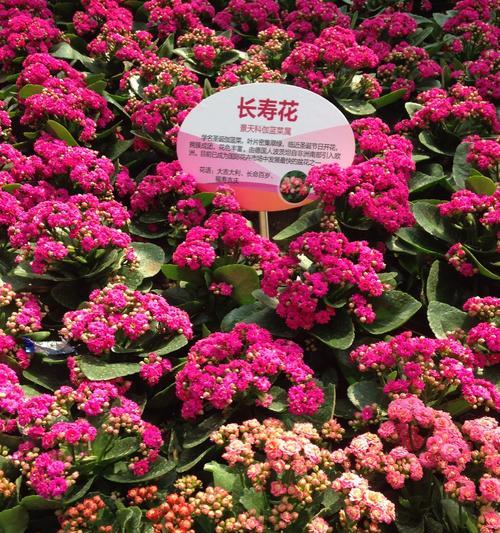 百岁花语在幼儿成长中扮演什么角色？