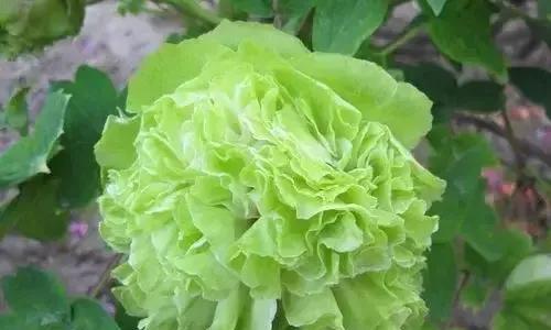 绿色通常代表哪种花的花语？含义是什么？