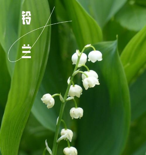 绿色通常代表哪种花的花语？含义是什么？