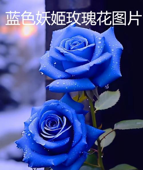 四朵梗花语三笠代表什么？这种花语有何寓意？