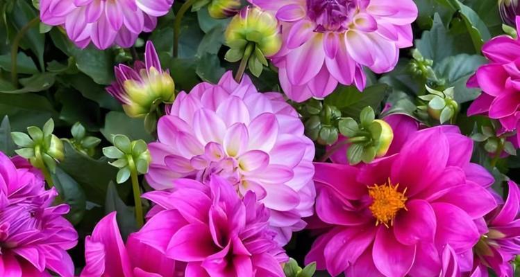 四朵梗花语三笠代表什么？这种花语有何寓意？