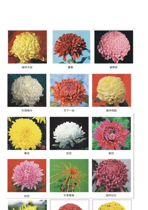 绿菊的花语和含义是什么？