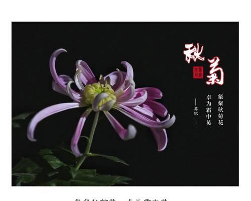 绿菊的花语和含义是什么？