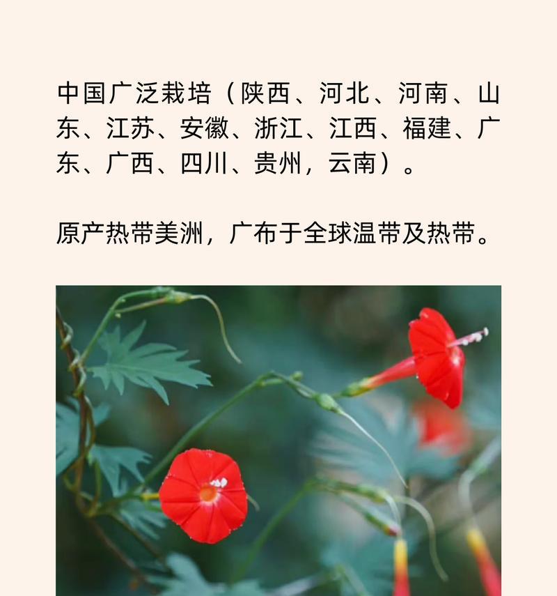 夏天植物有哪些代表性花语？
